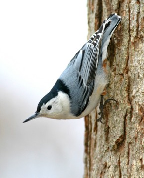 White-Breasted-Nuthatch