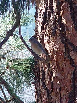 western-bluebird-pine